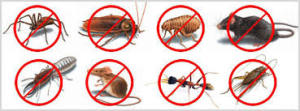 pest control services