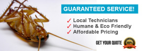 pest control services harare zimbabwe
