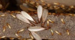 termite control in Harare - an image showing termites