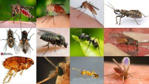 pest control services