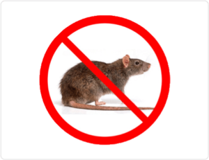 rodent and rat control harare